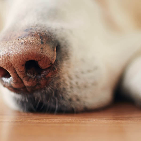 How to Neutralize Pet Odors in Your Home