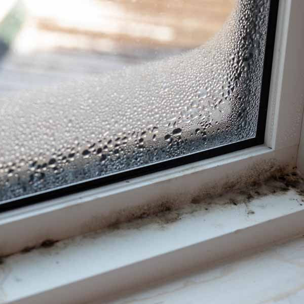 Molds Impact on Indoor Air
