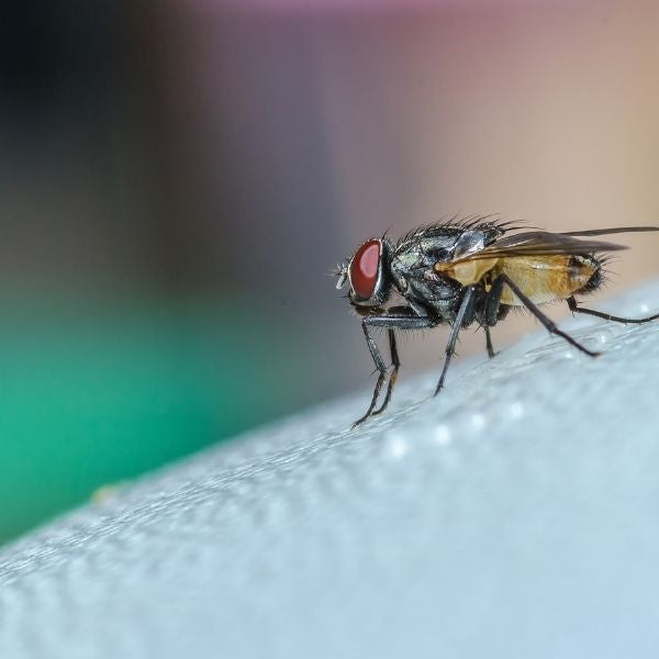 How to Stop Bugs From Getting in Through Your Vents