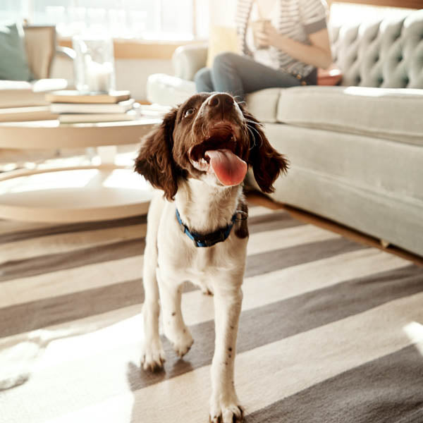 The Best HVAC Filters for Pet Owners: Keeping Your Home Clean and Fresh