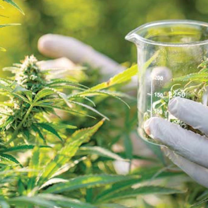 Controlling Airborne Particulates and Odor in the Cannabis Industry