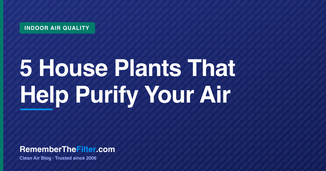 5 House Plants That Help Purify Your Air