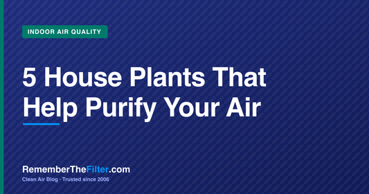 5 House Plants That Help Purify Your Air