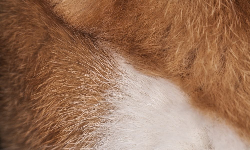 How Pet Dander Affects Indoor Air Quality