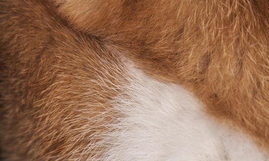 How Pet Dander Affects Indoor Air Quality