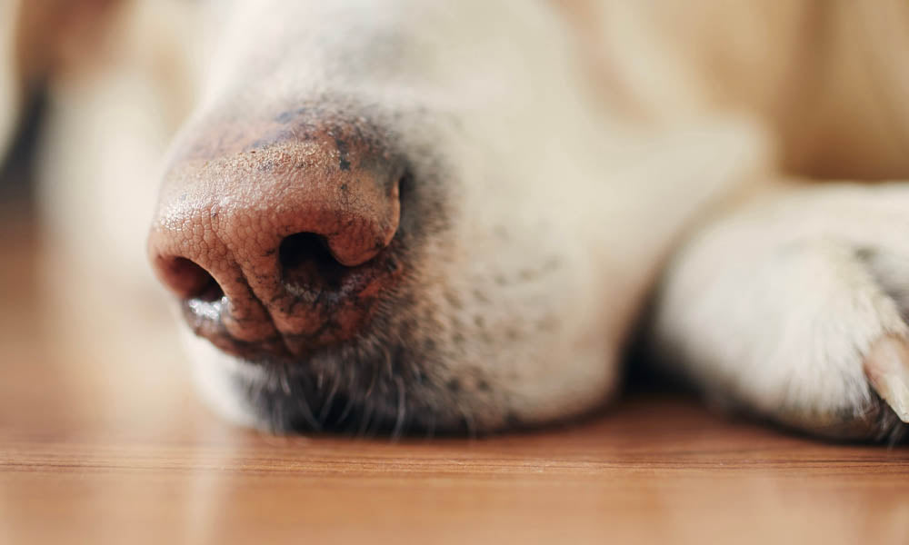 How to Neutralize Pet Odors in Your Home