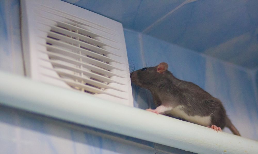 Steps To Take If Rodents Are In Your Air Ducts