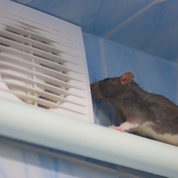Steps To Take If Rodents Are In Your Air Ducts