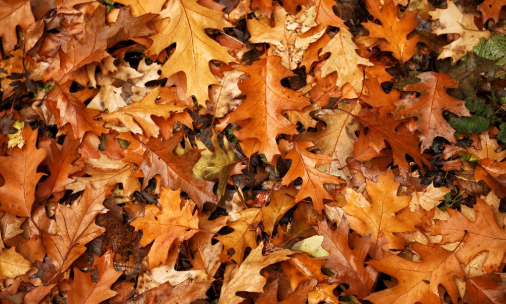 How Autumn’s Fallen Leaves Can Affect Your HVAC System
