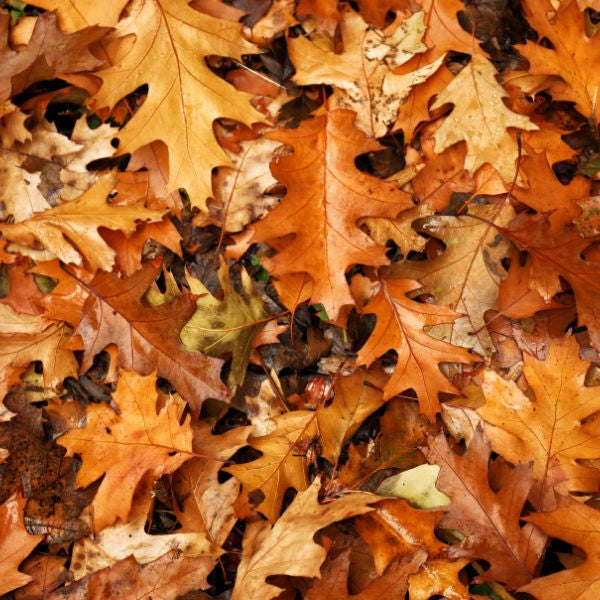 How Autumn’s Fallen Leaves Can Affect Your HVAC System
