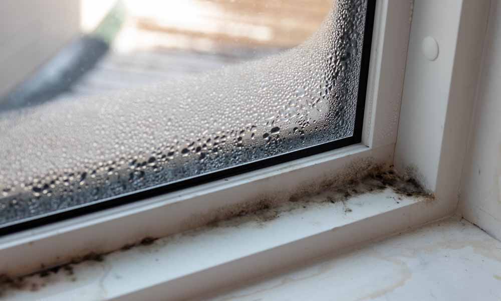 Molds Impact on Indoor Air