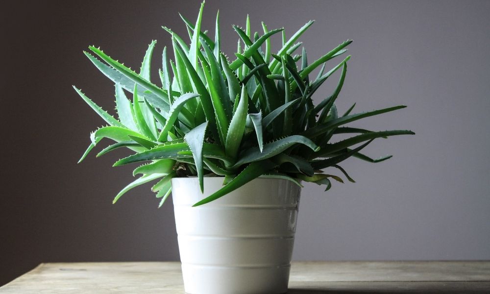 5 House Plants That Help Purify Your Air