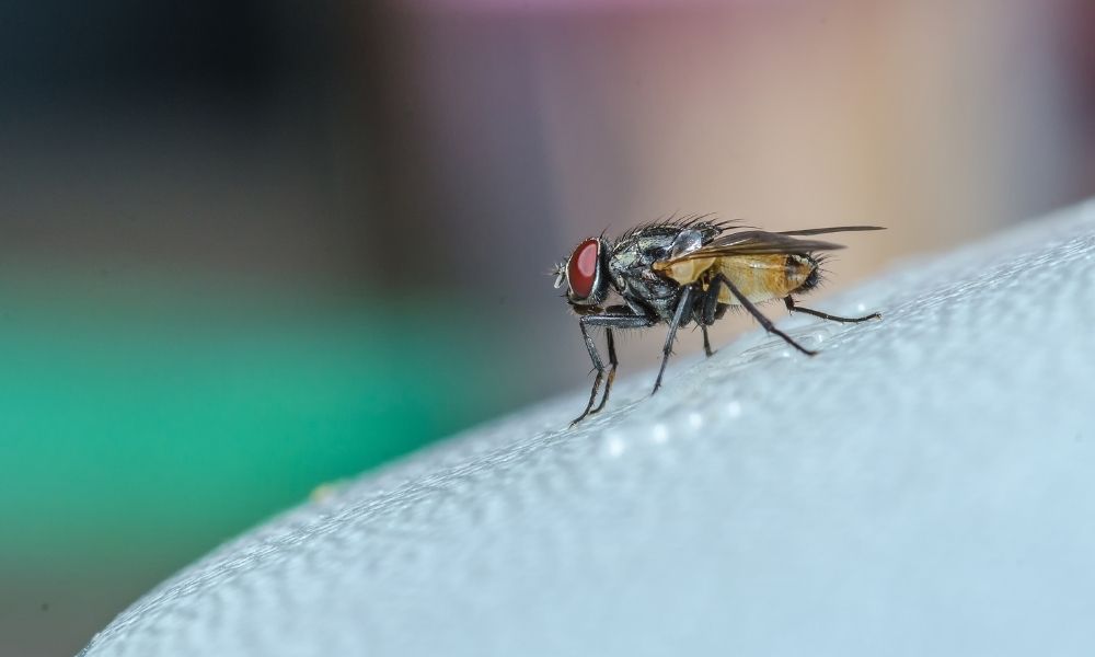 How to Stop Bugs From Getting in Through Your Vents