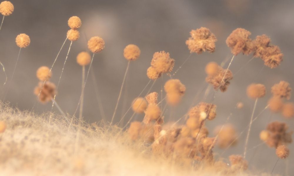 The Most Common Indoor Air Contaminants