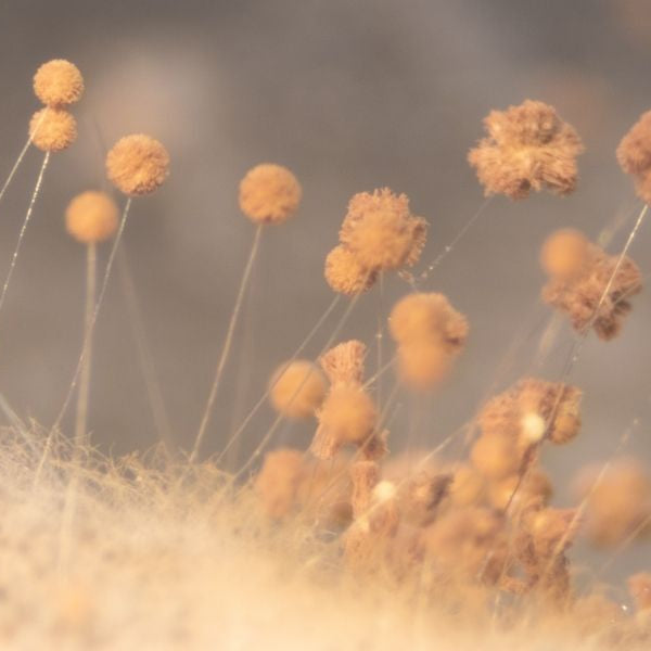 The Most Common Indoor Air Contaminants