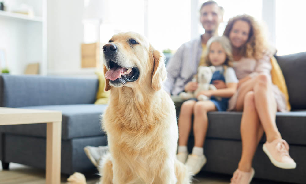 Understand the Impact of Pet Dander on Indoor Air Quality