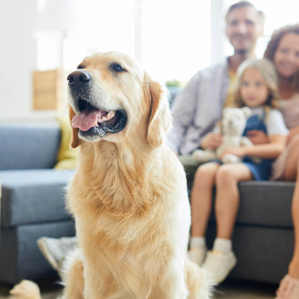 Understand the Impact of Pet Dander on Indoor Air Quality