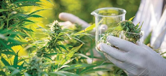 Controlling Airborne Particulates and Odor in the Cannabis Industry