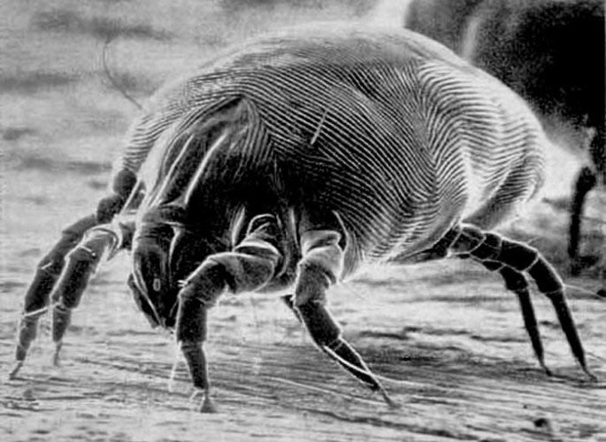 Dust mites invisible but still there