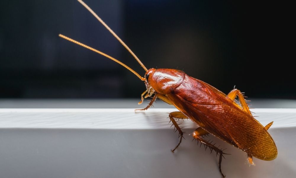 Why Are Cockroaches an Indoor Air Problem?