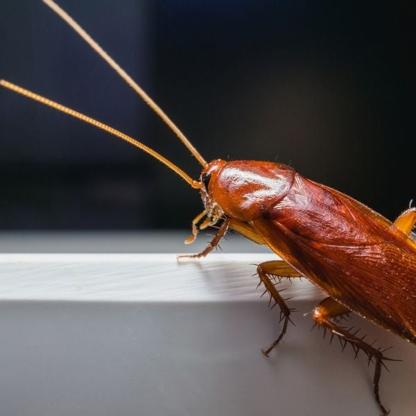 Why Are Cockroaches an Indoor Air Problem?