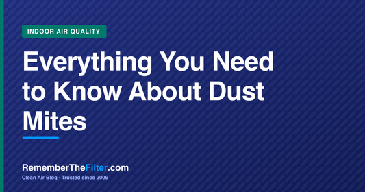 Everything You Need to Know About Dust Mites