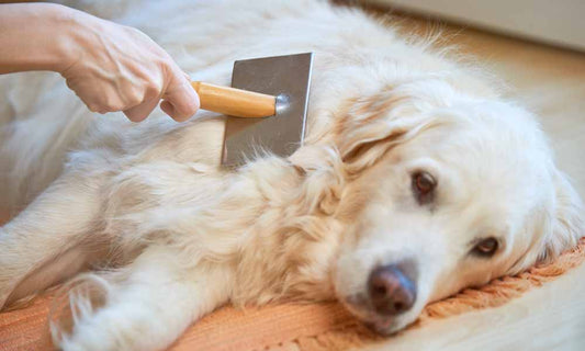 Pet Dander and Shedding Air Quality