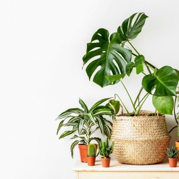 How To Make Your Home Greener