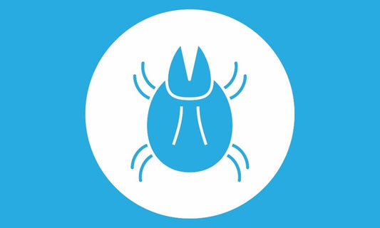 Everything You Need To Know About Dust Mites