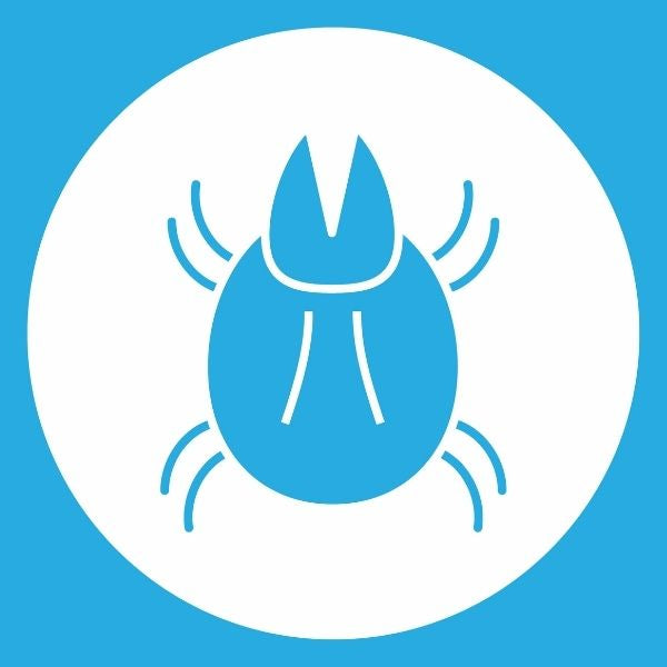Everything You Need To Know About Dust Mites