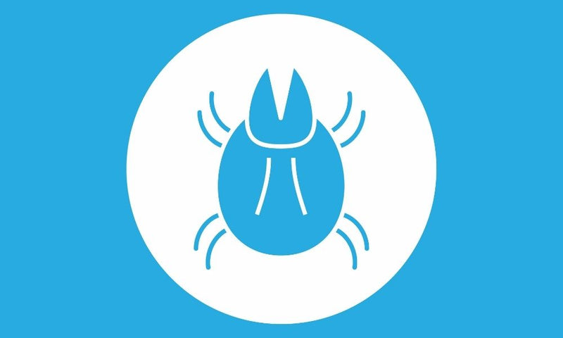 Everything You Need To Know About Dust Mites