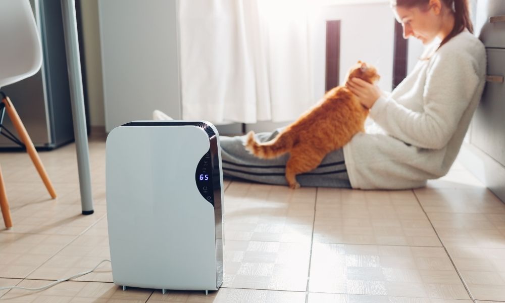 How To Improve Your Indoor Air Quality With Pets at Home